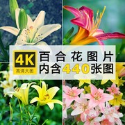 4k高清大图百合花唯美花卉，花朵植物电脑手机，壁纸ps图片素材合集