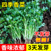 老香菜种子苗小叶芫荽高产盆栽蔬菜种籽冬季四季阳台种菜菜孑籽种