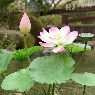 荷花仿真花假荷叶莲花客厅，塑料pu假花装饰水池，摆件拍照拍摄道具杆