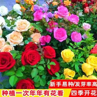 玫瑰花种子四季开花易活花种籽子室内盆栽室外庭院，绿植物鲜花种子