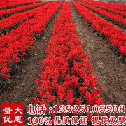 一串红种子盆栽花草矮串红高串红花种子四季播易种花海花卉花籽