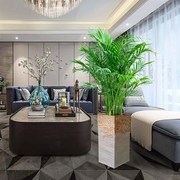 散尾葵大型植物盆栽富贵椰子凤尾竹吸甲醛绿植真花室内客厅办公室