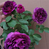 比利时大花浓香月季扦插花苗，蓝紫浓香玫瑰阳台，花园花卉绿植盆栽
