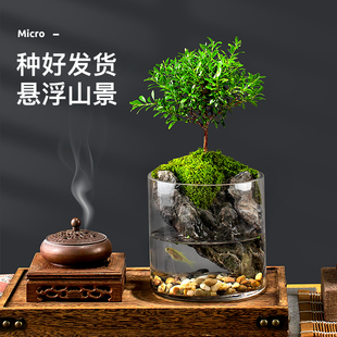 小叶赤楠九里香生态瓶苔藓创意，微景观办公室，桌面盆栽青苔造景绿植