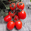 法国红瑞娜串番茄种子硬红果，抗ty病毒高产罗曼串串西红柿种籽孑子