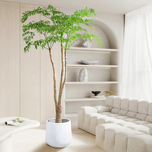 幌伞枫幸福树盆栽大型室内客厅，盆景原生富贵树，造型老桩吸甲醛绿植