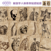 56张欧美复古解剖学人体骨架贴纸，手机壳手账本，装饰防水diy贴画