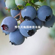抗寒蓝莓苗当年结果盆栽水果苗阳光庭院栽种植南北方阳台蓝莓树苗