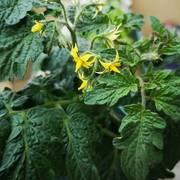 老花医圣女果小番茄盆栽苗，室内阳台家庭种植绿色有机带花带果