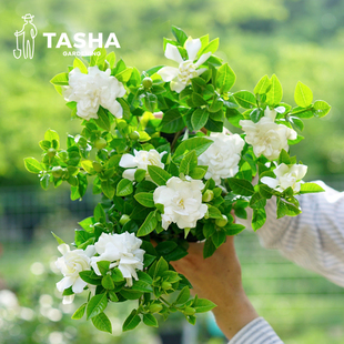 塔莎的花园栀子花盆栽树苗四季开花卉室内植物芳香客厅庭院绿植