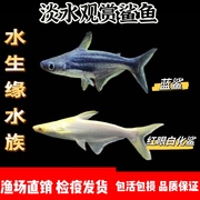 活体观赏鱼淡水蓝鲨鱼宠物鱼新手鱼好养的非海水鱼无攻击性可混养