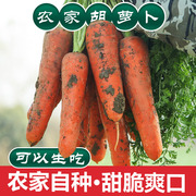 胡萝卜5斤现挖带泥产地直供新鲜蔬菜即食农家，自种应季水果胡萝卜