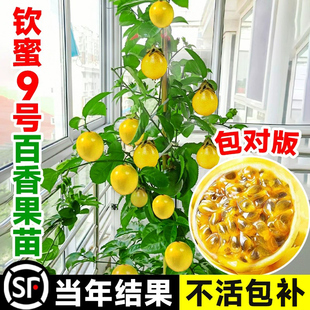 广西钦蜜9号百香果苗，四季不断结果黄色水果，盆栽树苗果树纯甜种植