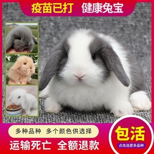兔子活物小型侏儒兔荷兰纯种折耳兔迷你网红小宠物儿童好养垂耳兔