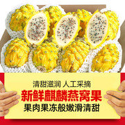 海南麒麟燕窝果5斤当季新鲜黄皮白心火龙果热带特产水果整箱