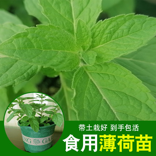 薄荷种子可食用驱蚊春季四季种植阳台室内农家薄荷叶薄荷苗种籽子