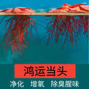 鱼缸水草水培植物浮萍造景装饰增氧室内养龟金鱼真草生态净化水质