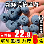 蓝莓鲜果新鲜冠特大果当季整箱云南高山怡颗纯甜孕妇水果