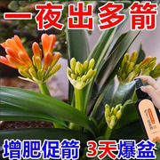 专治不开花君子兰快速拔箭授粉专用营养液催箭促花防黄叶不对称