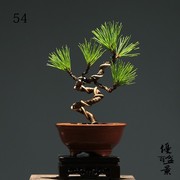 日本短针黑松盆景室内盆栽微型造型松树悬崖文人黑松盆景素材苗