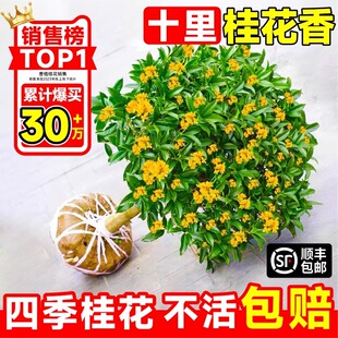 桂花树苗四季桂花卉盆栽，室内客厅八月桂，花苗金桂开花浓香丹桂庭院