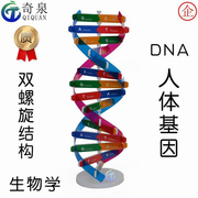 基因dna模型diy人体螺旋小制作科学，科技实验教具，生物双科普器材用