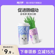 猫太郎CATTARO猫草杯猫薄荷种子化毛膏水培猫草盆栽猫咪零食用品