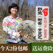 野生树舌灵芝大个块青芝250g灵芝片粉长白山平盖灵芝整枝