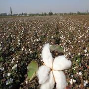 高档新疆棉被4斤子，单双褥人学生床一级长绒棉，花被芯棉胎棉