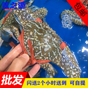 鲜活花蟹梭子蟹新鲜红(新鲜红)膏蟹兰花蟹，蓝花蟹公肉蟹海鲜水产500g