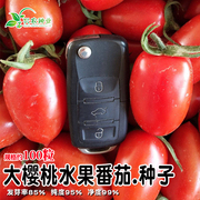 大樱桃水果番茄种 水果樱桃圣女果西红柿种子肉厚耐低温不易裂果