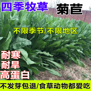 菊苣草种籽大叶多年生喂猪菜兔子牛羊鱼鸡鸭鹅爱吃的四季牧草种子