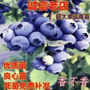 蓝莓树果苗特大南方北方种植当年结果，盆栽四季地栽带土带果蓝莓苗