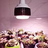 led植物灯生长灯多肉补光灯，上色灯花卉，盆栽育苗植物大功率补光灯