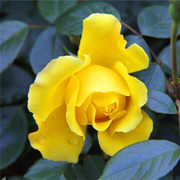 阳台大花品种月季花苗黄和平浓香玫瑰盆栽花园四季多花观花花卉