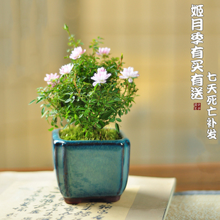 日本姬月季盆栽姬乙女月季微型盆景办公桌室内绿植花卉带花苞植物