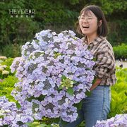 海蒂的花园绣球花苗盆栽无尽夏万华镜花手鞠重瓣四季好养阳台花卉