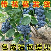 兔眼蓝莓苗北方南方种植果树苗盆栽地栽苗带果带土蓝梅苗