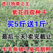 进口牧草种子紫花苜蓿，种子南方北方型多年生苜蓿草芽苗菜种子