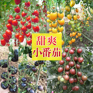 樱桃番茄种子苗子圣女果种籽红黄紫色小柿子四季阳台盆栽水果种孑