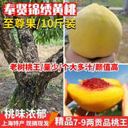 正宗上海奉贤光明锦绣黄桃7-9两农家新鲜水果，应季特产10斤