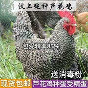 正宗汶上纯种芦花鸡受精蛋天然可孵化受精卵，土鸡种蛋新鲜散养20枚