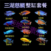 三湖慈鲷鱼大尺寸发色马鲷套餐热带淡水观赏鱼活体新手练手鱼