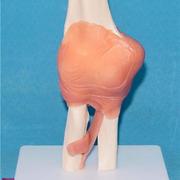 人体肘关节骨骼模型人t体，关节骨骼骨架，模型医用人体标本模