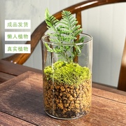 鲜活苔藓微景观创意迷你植物玻璃花瓶绿植好养盆栽室内办公室桌面