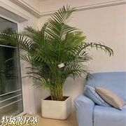散尾葵大型盆栽室内客厅好养绿植花卉办公室吸甲醛，净化空气凤尾竹