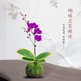 金边迷你金叶咖啡蝴蝶兰苔藓球冬季带花苞可水培室内花卉绿植物花