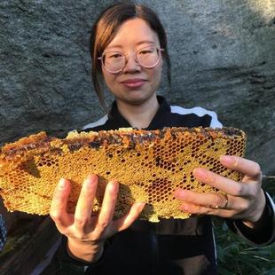 大别山新鲜深山野生蜂巢蜜老巢，蜜自产农产品，嚼着吃野蜂巢蜂蜜百花