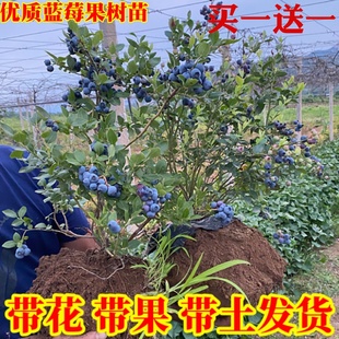 蓝莓树果苗带花带果盆栽地栽庭院，果树南方北方种植当年结果蓝莓苗