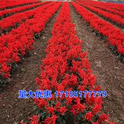 矮串红种子盆栽花草矮串红花种子四季红高串播易种花海花卉花籽子